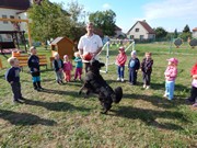 Sorbon - pes fotbalista